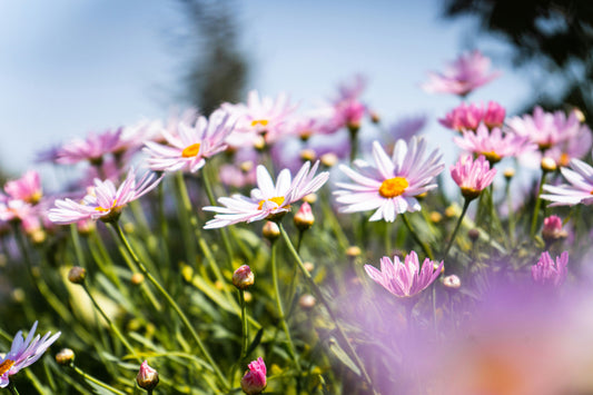 Experiencing the Summer Solstice with a Chronic Illness